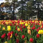 Canadian Tulip Festival