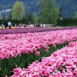 Canadian Tulip Festival