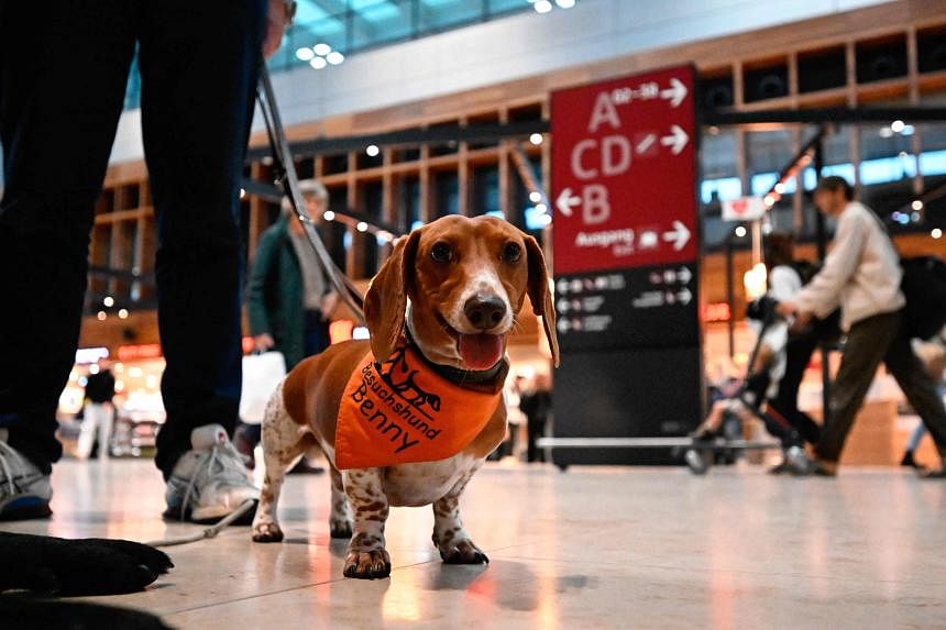 Paw patrol: Dogs soothe nerves at Berlin’s ‘cursed’ airport