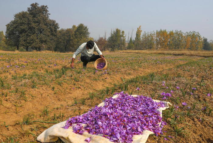 ‘Saffron tourism’ takes hold in Italy, harvest underway – Lifestyle