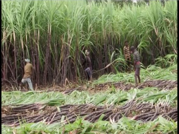 India News | Tamil Nadu: Sugarcane Harvest for Pongal Commences in Madurai | LatestLY