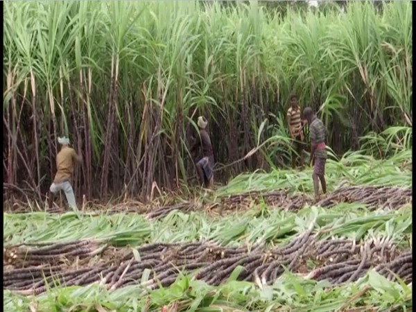 Tamil Nadu: Sugarcane harvest for Pongal commences in Madurai