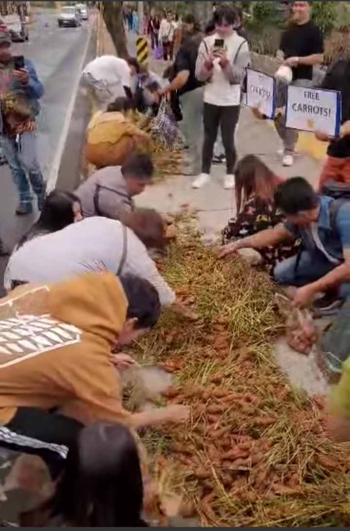 Smuggling blamed for carrot glut in Benguet | Inquirer News