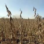 Soybeans, corn hover near 3-year lows as speculators bet on lower prices