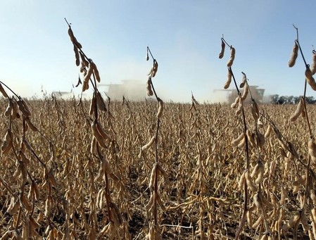 Soybeans, corn hover near 3-year lows as speculators bet on lower prices