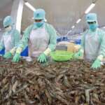Shrimp exports targeted to grow this year