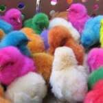 It’s illegal to buy, sell or dye chicks, ducklings, baby rabbits as Easter novelties in San Antonio