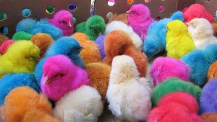 It’s illegal to buy, sell or dye chicks, ducklings, baby rabbits as Easter novelties in San Antonio