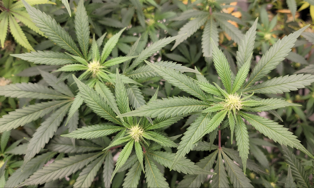 Washington, D.C. Council Approves 4/20 Medical Marijuana Tax Holiday – Marijuana Moment