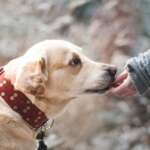 Keep your pets safe on Easter with these tips